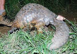 Melawat bengkel perusahaan warisan atap genting senggora atau singhora di bachok, kelantan. Tenggiling Definition And Synonyms Of Tenggiling In The Malay Dictionary