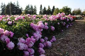 Peony & blush suede by jo malone london is a floral fragrance for women.peony & blush suede was launched in 2013. Peony Paradise A Visit To North Field Farm Floret Flowers