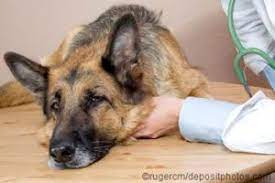 Das wort stammt aus dem griechischen und bedeutet soviel wie gutes sterben (eu = gut, thanatos = sterben). Ihren Hund Einschlafern Lassen Senior Hunde De