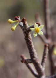 Image result for Burseraceae