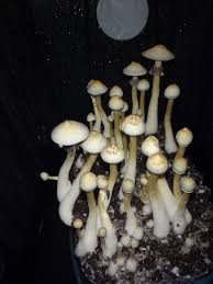 Albino A+ (Обычный Покров) - Грибные гроу-репорты - High-Stone Форум