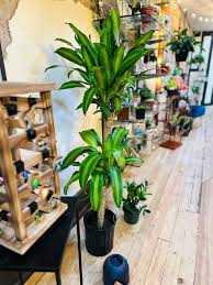 Image result for Dracaena fragrans