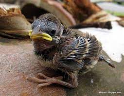 this little baby bird with yellow beak we suspect is a sparrow baby sparrow bird painted rock animals