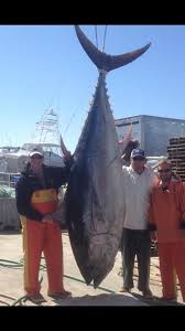 Fishin Frenzy Caught This 669 Lb Blue Fin Tuna On March 29 2016 Out Of Oregon Inlet Fishing Center Outer Banks Nc Fish Inshore Charter Boat Fishing