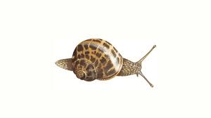 Sometimes they cannibalise the shells of their unhatched siblings. Garden Snail How Do Snails Reproduce Other Snail Facts The Rspb