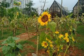 Kami ksp bunga matahari deskripsi produk: Menikmati Matahari Terbenam Di Kebun Bunga Matahari Serpong Halaman All Kompas Com