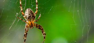 If you are looking for pest control services in a different city in california, here are some popular suggestions Pest Control Company Chico Hamilton City Ca Dave Brown S Pest Control Inc