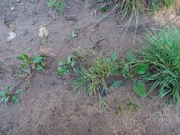 Image result for Sporobolus bechuanicus