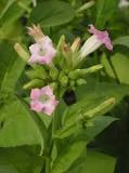 Nicotiana tabacum - Wikipedia