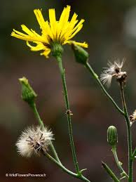 Image result for Crepis
