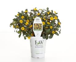 Image result for sanvitalia combine in pots