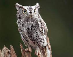 Eastern Screech Owl Facts Habitat Diet Life Cycle Baby Pictures