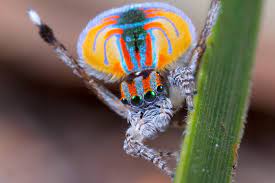 Getcreditcardinfo.com aims to deliver a valid credit card numbers to everyone searching for it with complete fake details and fast generation time. Fantastic Spiders And Where To Find Them Juneau Empire