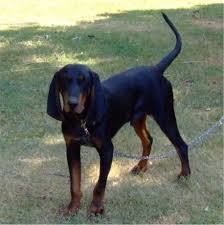 Black And Tan Coonhound Puppies For Sale In Ky Should Be Kind Of What My June Bug Will Look Like Only She S Got Some Blue Tick In Her Too Black And Tan Coonh Coonhound Black And Tan Dog Breeds