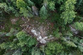 Newly Listed Golden Rapture Mining Raises Mine Shaft Count to 18 and  Provides Updates