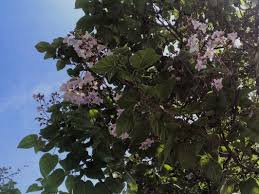 I fiori sono riuniti in racemi penduli lunghi da 10 a 80 cm, viola, rosa o bianco. Il Gusto Della Natura Paulonia Paulownia Tomentosa L Albero Ornamentale Dai Fiori Viola