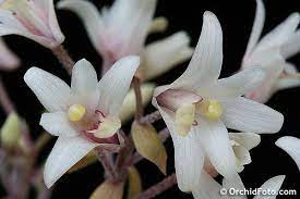Iospe Photos Orchid Flower Orchid Images Orchids