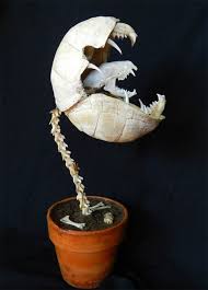 Pin By Hoodiebuddie On See Little Shop Of Horrors Bone Art Taxidermy Art