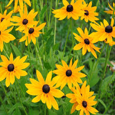 Rudbeckia Hirta Seed Gloriosa Daisy Indian Summer Flower Seeds Flower Seeds Gloriosa Daisy Summer Flowers