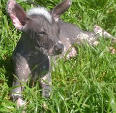 Maybe you would like to learn more about one of these? Bozal Para Perro Sin Pelo Mexicano