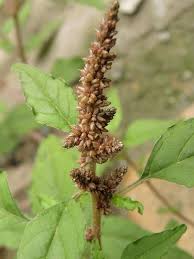 Image result for Amaranthus deflexus
