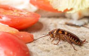 Cockroach control by apex pest control. Cockroach Control In Denver Nc Exterminator Near Lake Norman
