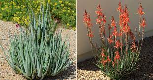 Their petite size can make them a good fit for the indoors. Aloe Blue Elf World Of Succulents