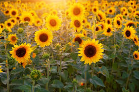 Sebelum itu, mari kita bahas dulu bunga matahari (helianthus annuus l.) merupakan salah satu jenis bunga yang banyak diketahui. Bunga Matahari Taksonomi Morfologi Habitat Manfaat Filosofi