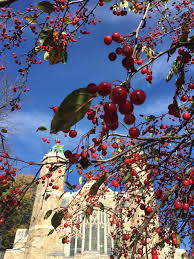 Donald Wyman Crab Apple Bates Canopy Bates College