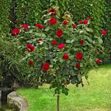 Plantation du rosier en pot : Culture Des Rosiers En Bacs Ou Pots Pour Balcons Terrasses