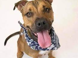 Mojave road las vegas, nevada 89101. Nearly Free Dec 13 14 Empty The Shelter Pet Adoption Events Phoenix Az Patch