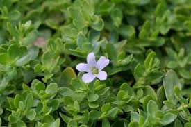Image result for foto bacopa