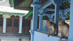 Berikut cerita rakyat bahasa jawa singkat dan pendek: Legenda Monyet Keramat Penunggu Masjid Saka Tunggal Banyumas Regional Liputan6 Com