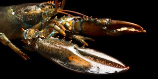 نتیجه جستجوی لغت [lobster] در گوگل