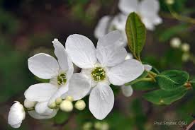 Image result for Exochorda