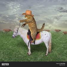 ¡conoce el nuevo juego sobre the cat cowboy neighbor! Cat Cowboy On Horse Image Photo Free Trial Bigstock