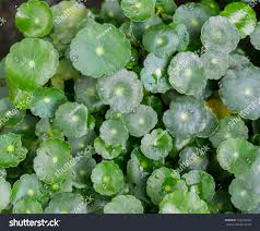Image result for Hydrocotyle bonariensis