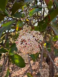 Image result for Pavetta uniflora