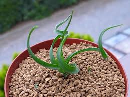 Image result for Dipcadi brevifolium