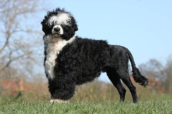 Portuguese Water Dog 
