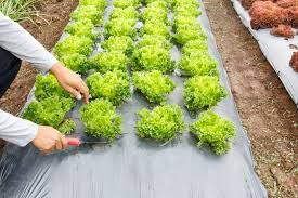 Yes, it's a great match for dense groundcovers you don't want to lay directly on the soil. What Is The Best Landscape Fabric Grow Food Guide