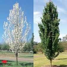 Fruiting spurs grow on branches that were originally can an ornamental pear tree affect production of fruiting pear tree? Pear Ornamental Capital Bagged Perth Wa Online Garden Centre