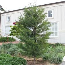 Image result for Cupressus macrocarpa