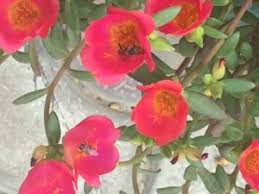 The Winnower Variation In Different Varieties Of Portulaca