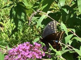 How And When To Prune Buddleia Butterfly Bushes Butterfly Bush Wildlife Habitat Deadheading Flowers