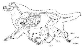 Acupressure Improves Your Dogs Digestion Whole Dog Journal