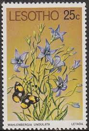 Image result for Wahlenbergia undulata