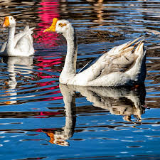 Askerligimin Acemiligini Izmir Yeni Foca Da Jandarma Komando Olarak Yaptim 15 Gun Emdigim Sut Burnumdan Geldi Revire Giderken Askeriyenin Di In 2020 Animals Bird
