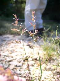 Image result for Eragrostis schweinfurthii