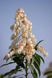 Pieris Flowers Photo Fruit